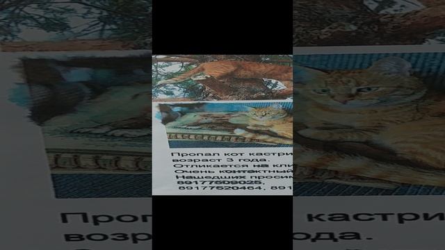 20230822_Пропал кот Маркиз в районе Пионерской смотреть онлайн