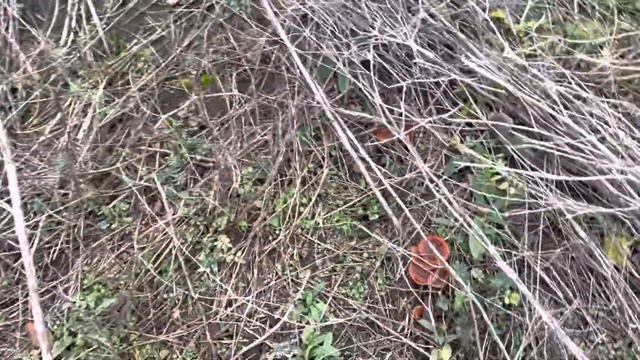 Что такое вешанки?