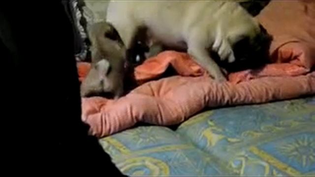 мои собаки мопсы смотреть онлайн