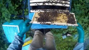 пчеловодство, главный взяток, семья на 145 рамке установка 5 корпуса (записки новичка)