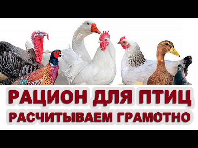 КАК ПРАВИЛЬНО КОРМИТЬ ПТИЦ. Причины ожирения и гибели птиц. Почему необходимы белки и аминокислоты смотреть онлайн