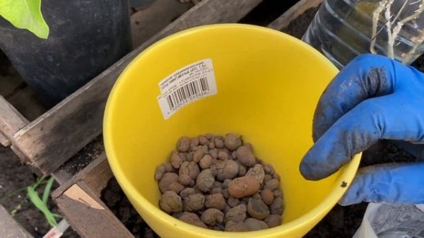 Пересадка авокадо в горшок [Transplanting an avocado tree into soil or pot]