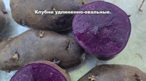 Сорт картофеля Северное Сияние.