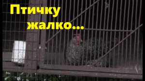 #86 Непрошенный гость. Новый инструмент. Гриндер Affe.