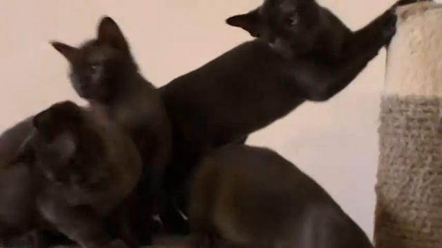 Бурманские котята - 3 мес смотреть онлайн