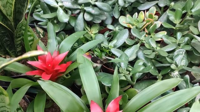 УДИВИЛИ Новинки Цветов, растений насекомоядных в ОБИ. Обязательно посетите смотреть онлайн