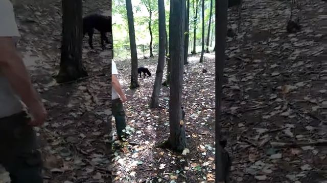 Кучета за лов на трюфели смотреть онлайн