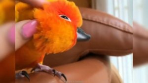 Забавные животные №39