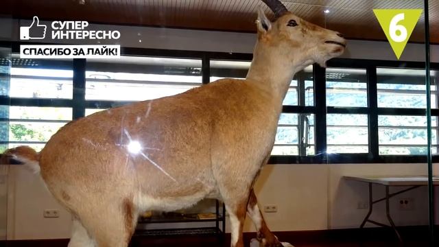 ВЫМЕРШИЕ ЖИВОТНЫЕ по вине человека. Исчезнувшие животные!