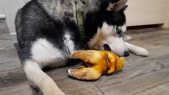 ХАСКИ Джесси ГРУСТИТ и отказывается от еды смотреть онлайн