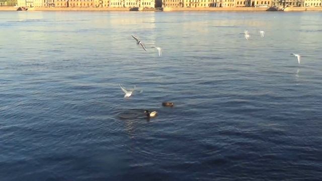 СФИНКСЫ САНКТ-ПЕТЕРБУРГА. Часть первая