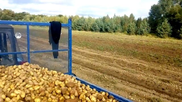 Работа на картошке 2020. Трактор МТЗ 82.1 Беларус. смотреть онлайн