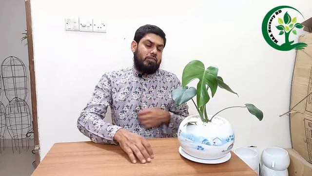 How To Care For Monstera Deliciosa || মনস্টেরা যত্ন নিবেন যেভাবে || একটি ইনডোর প্লান্ট || смотреть онлайн