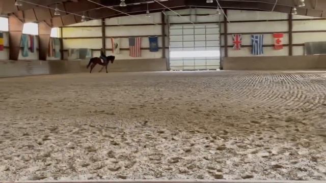 LIBERTINES SIGNATURE (Statesmans Signature x EMR Starfire) 2012 bay Morgan mare Camelia Montalvo up смотреть онлайн