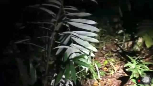 Ghost Panic Team|| Pasar Setan