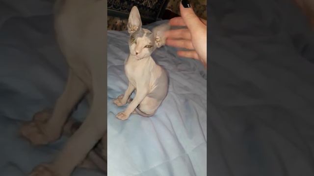 Добби #сфинкс смотреть онлайн