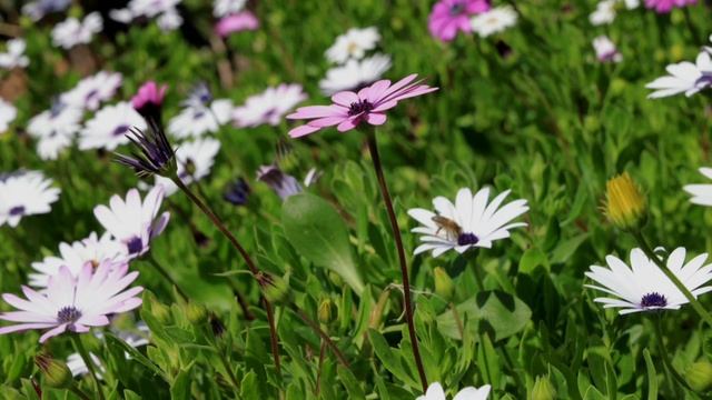 Полевые Звуки Летом Пение птиц, пчелы, лето. смотреть онлайн