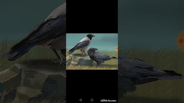 Ворон и Ворона. История про нашего вороненка. Birds of eden. смотреть онлайн