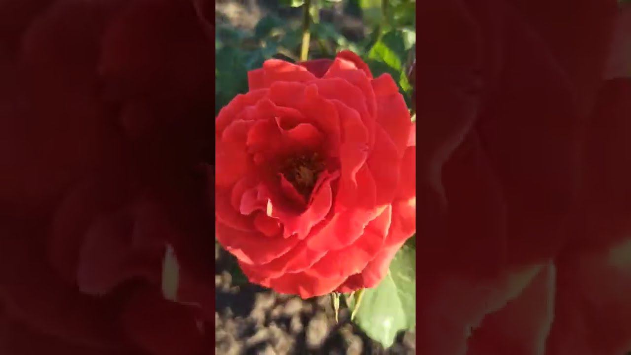 питомник саженцев роз rosebushes.ru смотреть онлайн