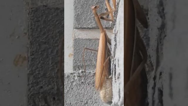 богомол кокан