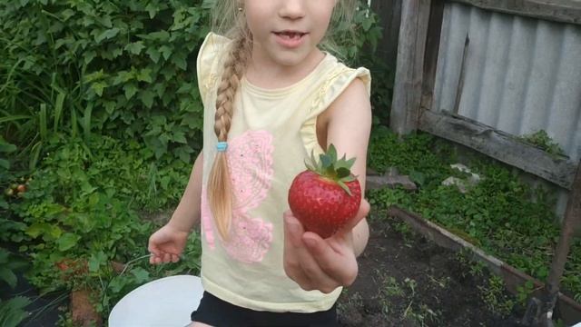 СУПЕР МЕГА большая КЛУБНИКА! ЗЛАТА И МИЛАНА СОБИРАЮТ КЛУБНИКУ!!! смотреть онлайн