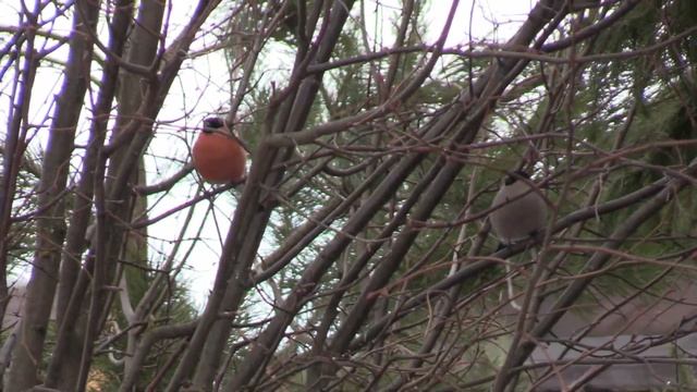 Весенние игры снегирей: снегири создают семью, влюбленная пара снегирей смотреть онлайн