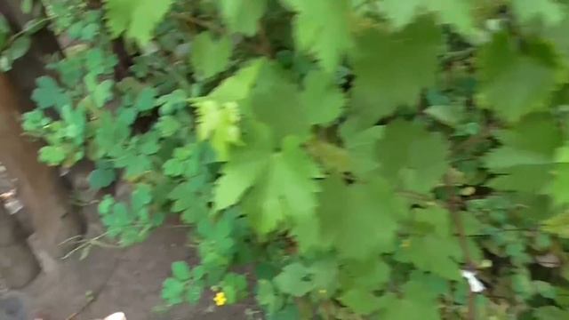 Избавиться от пня и поросли при помощи амиачной селитры смотреть онлайн