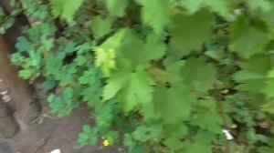 Избавиться от пня и поросли при помощи амиачной селитры