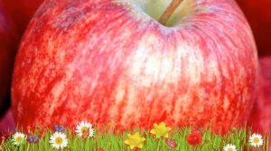 Яблоня обыкновенная Бельфлёр китайка ? Посадка и уход. саженцы, крупномеры яблони: особенности сорт