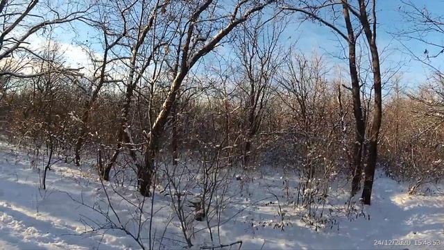 Луганск Сегодня, 30 Лет Победы, Коты, Прогулка по Лесопосадке, 24 декабря 2020 смотреть онлайн