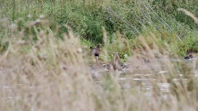 Лунь Болотный смотреть онлайн