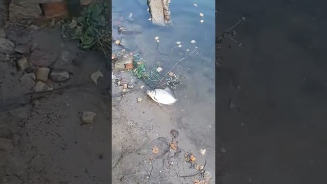 На рыбалке в Подмосковье. Карась смотреть онлайн