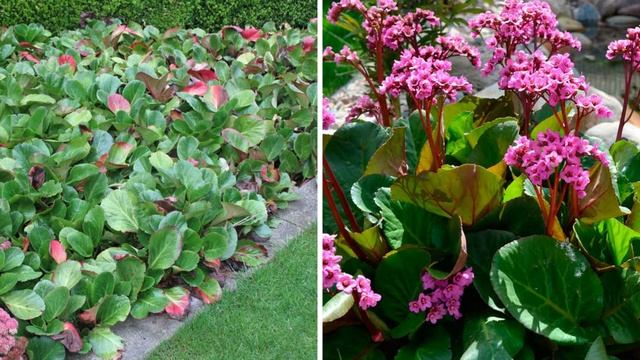 Самые красивые растения для украшения забора на даче. Посадите эти цветы возле забора смотреть онлайн