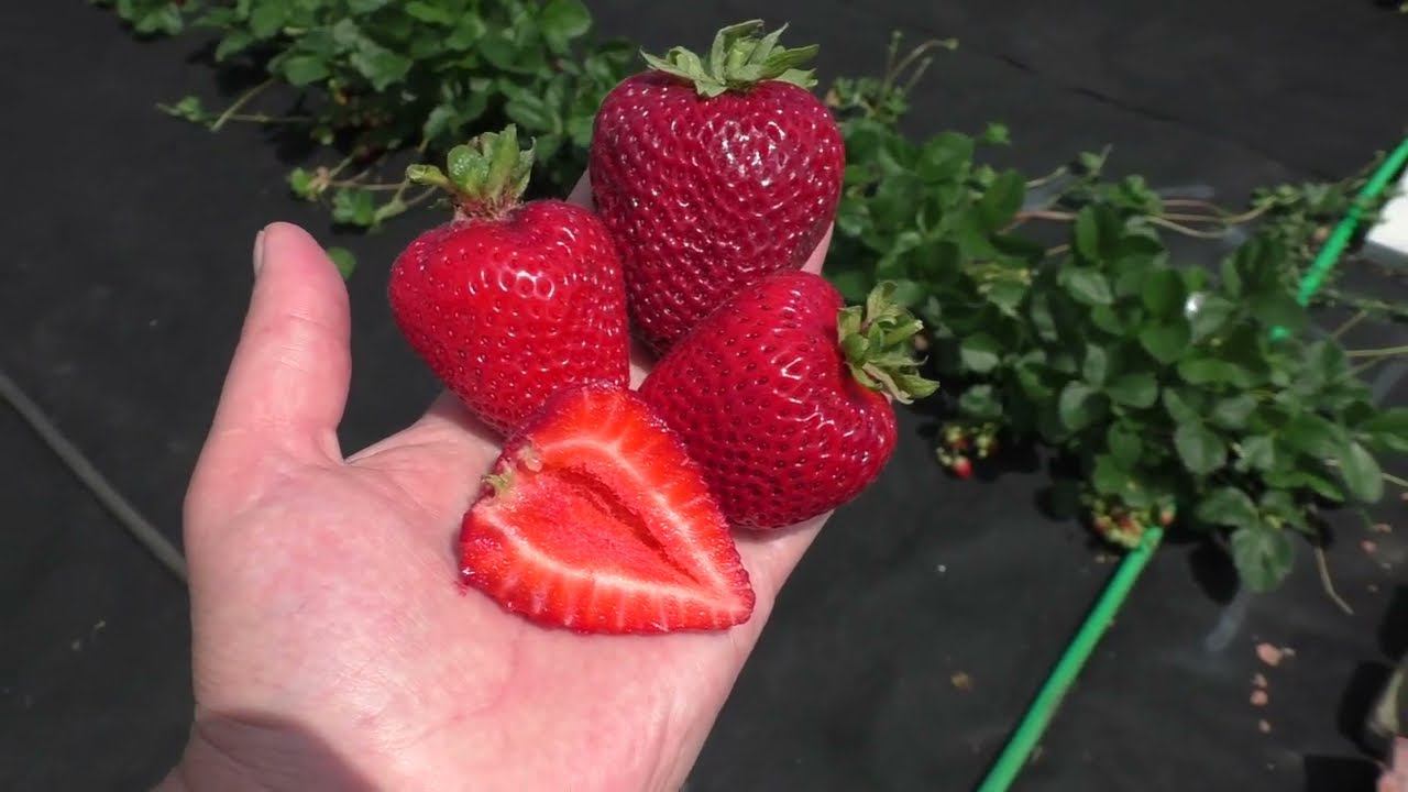 САН АНДРЕАС ремонтантный сорт клубники смотреть онлайн