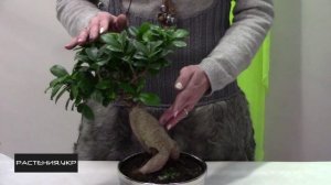 Дерево Бонсай / Фикус Микрокарпа уход и полив в домашних условиях