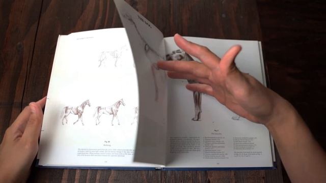 Anatomy Drawing School | Animal Anatomy | Book Flip смотреть онлайн