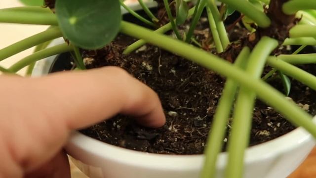 Pilea Peperomioides Propagation + Care Tips смотреть онлайн