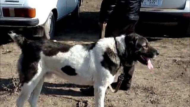 Armenian Shepherd "Gampr" Dogs, Caucasian Ovcharka смотреть онлайн