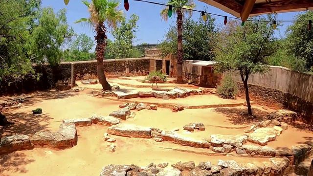 San Antonio Zoo смотреть онлайн