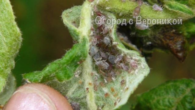 20 ЛЕТ ДЕЛАЮ ТАК! ТЛИ НА ОГОРОДЕ БОЛЬШЕ НЕ БУДЕТ НИКОГДА! смотреть онлайн