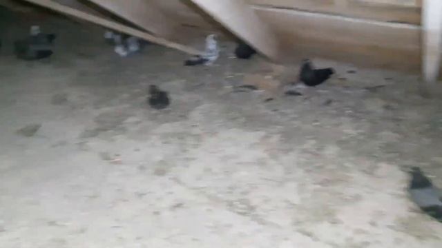 Красноармейские сплошные голуби. Обзор новостей из маточника и первый вылет голубят. смотреть онлайн