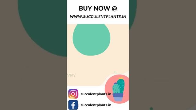 Sempervivum Calcareum Succulent Plant India смотреть онлайн