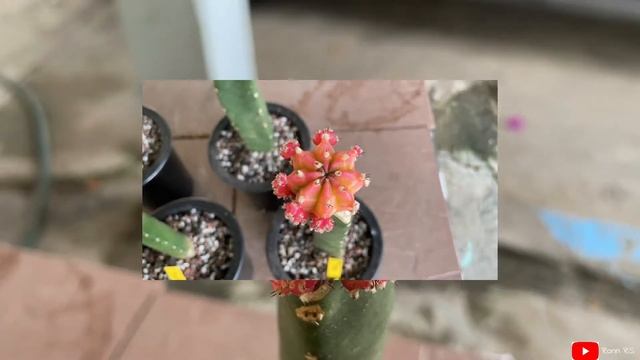 Gymnocalycium Variegata Hybrid (Repotting New Cactus Collection) | aug21 смотреть онлайн