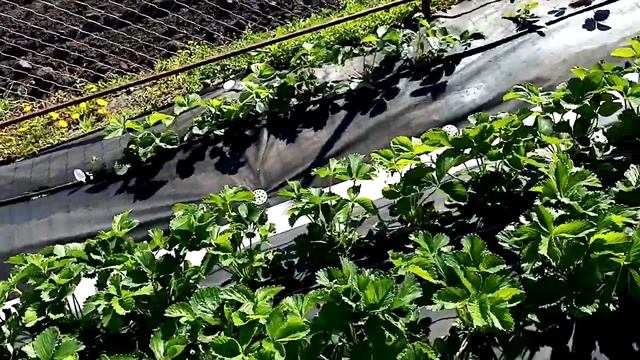 Самые поздние сорта Клубники! смотреть онлайн