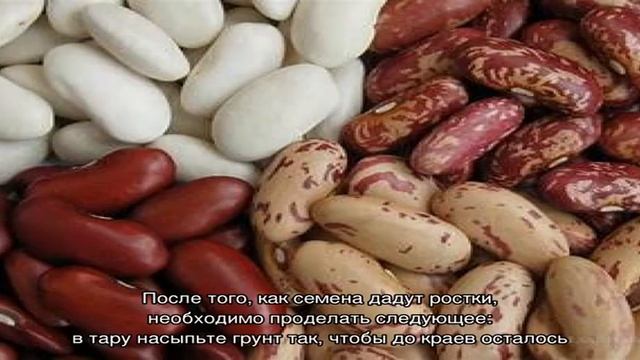 Как вырастить фасоль в домашних условиях: пошаговое руководство смотреть онлайн