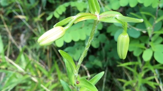 6/26 참나리 . Lilium Tigrinum