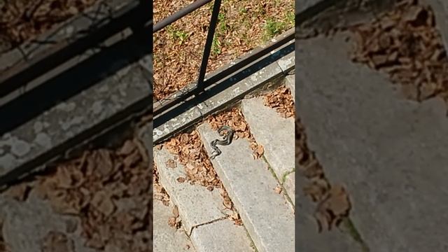 спаривание змей, брачный период смотреть онлайн