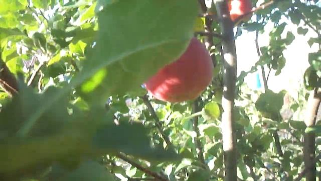 Сбор яблок из молодых яблонь сорт -"АКСЕНА". Видео Нусратуллина Ф.Г. смотреть онлайн