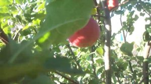 Сбор яблок из молодых яблонь сорт -«АКСЕНА». Видео Нусратуллина Ф.Г.