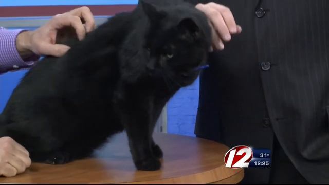 Rescue a Pet: Asher смотреть онлайн